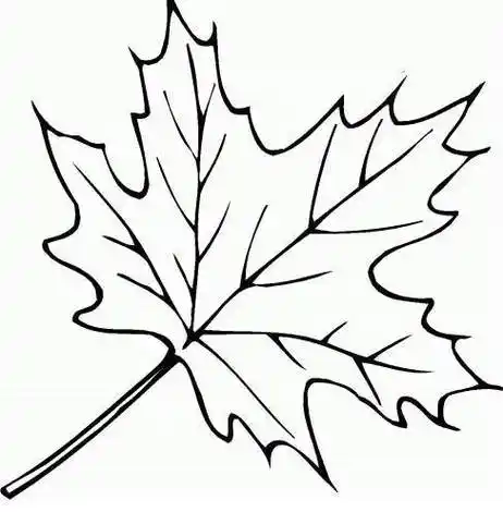 枫叶简笔画 枫叶简笔画简单又好看
