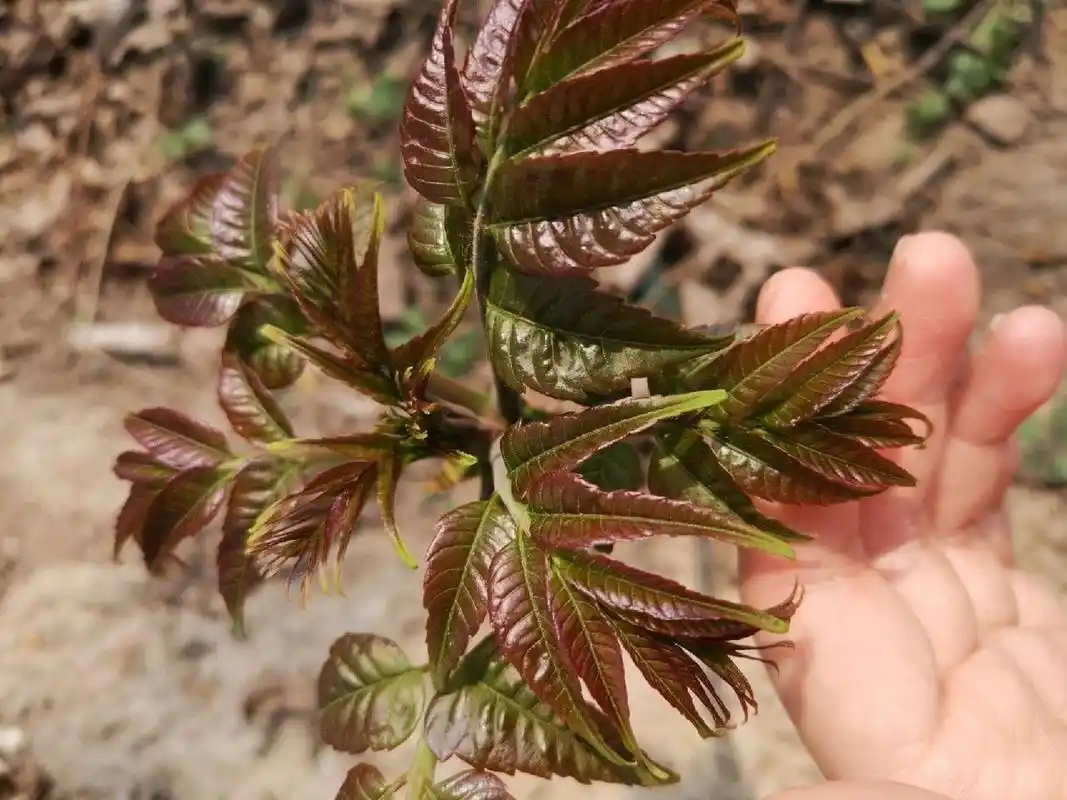 来帮大家分辨香椿和臭椿 前两张是香椿,后两张是臭椿香椿 臭椿 香椿炒