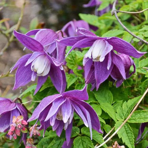 伟伟园艺 长瓣铁线莲精品合集梅德维尔金色惊喜塞西尔 耐寒强健