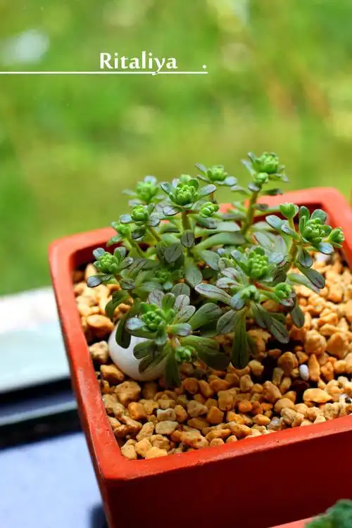 小人祭 摸起来会有黏黏的感觉,长的像树一样,一直没发现他哪点像肉的