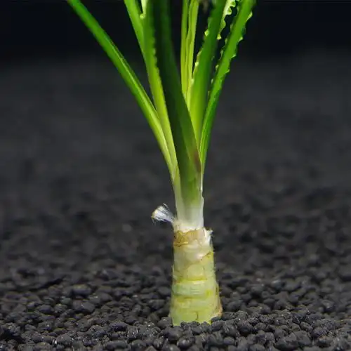 韩国宽叶喷泉懒人易活无细叶龙鞭水草鱼缸造景水草