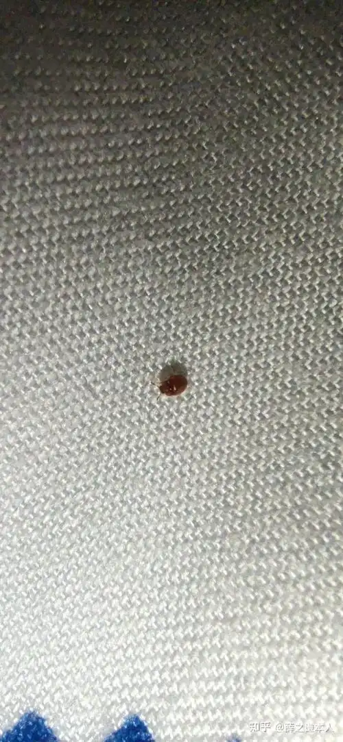 家里最近出现了很多芝麻粒大小棕褐色的小甲虫谁知道这是什么虫子啊