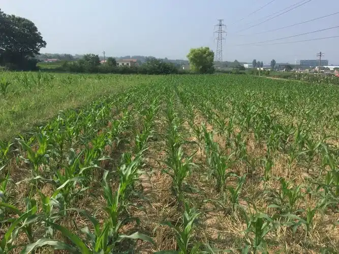 开启今年玉米田间调查 跟踪服务我市粮食生产