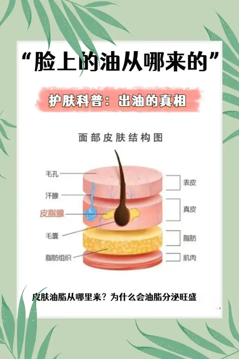 那皮肤的油脂从哪里来?#出油 #油皮的救星 - 抖音
