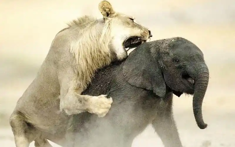 狮子一口咬住大象脸部,不料下一秒肠子都悔青了,镜头拍下全程!