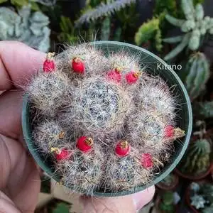 松霞仙人球 实生多头开花多肉植物小盆栽 群生花卉易爆盆子孙球