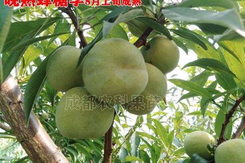 5/株 蜂糖李树苗  晚熟蜂糖李子苗新品种晚熟脆甜李子树苗批发零售