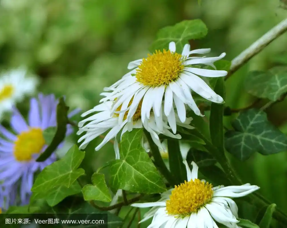 常春藤,白色,叶子,雏菊,绿色背景