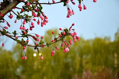 含苞待放的花像一个个小灯笼.