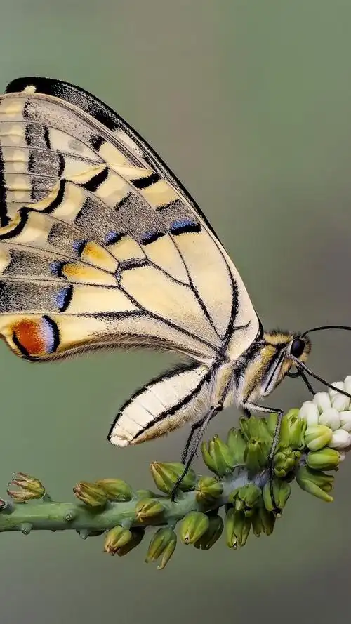 iphone wallpaper butterfly, swallowtail, wings, white flowers