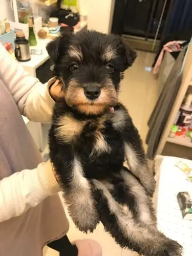 刚买回来两个多月的雪纳瑞,但看样子像串串,哪位好心人帮帮看一下是不