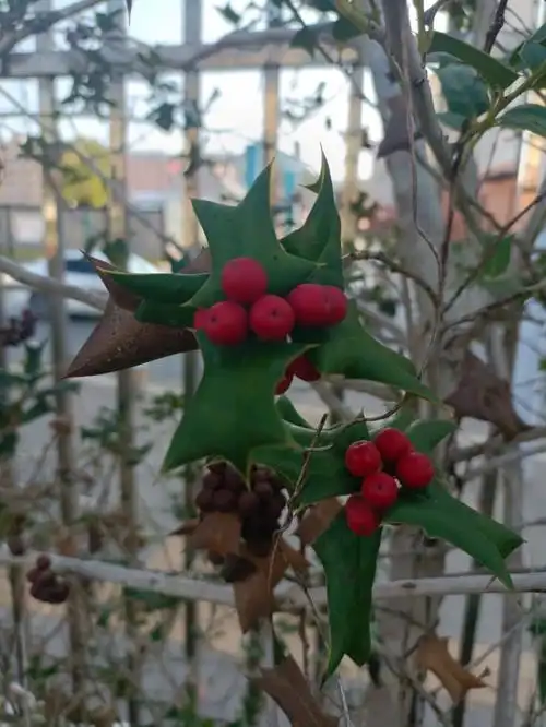 枸骨,又名猫儿刺,老虎刺等,为常绿灌木或小乔木,叶形奇特,碧绿光亮,四