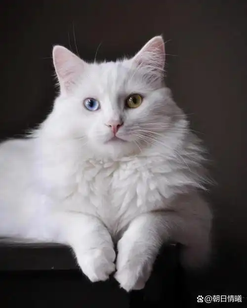 每日一猫|山东临清狮子猫