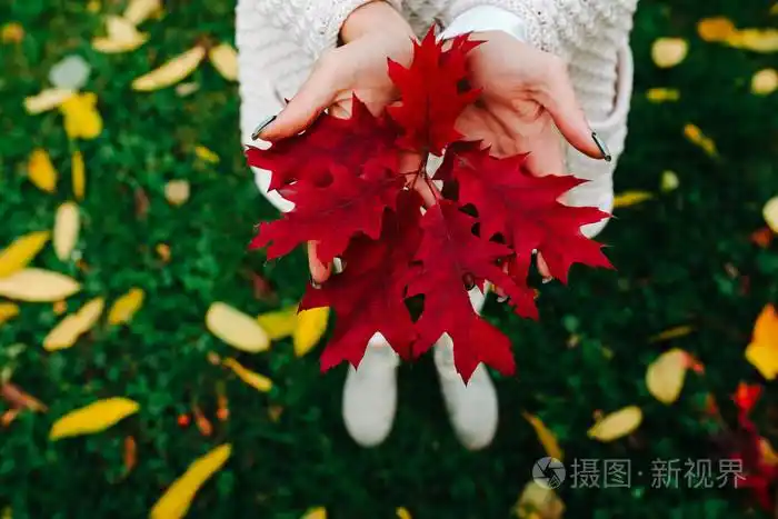 秋天的树叶在女孩的手中