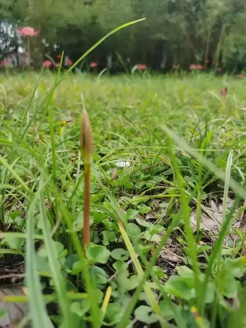 曼珠沙华彼岸花