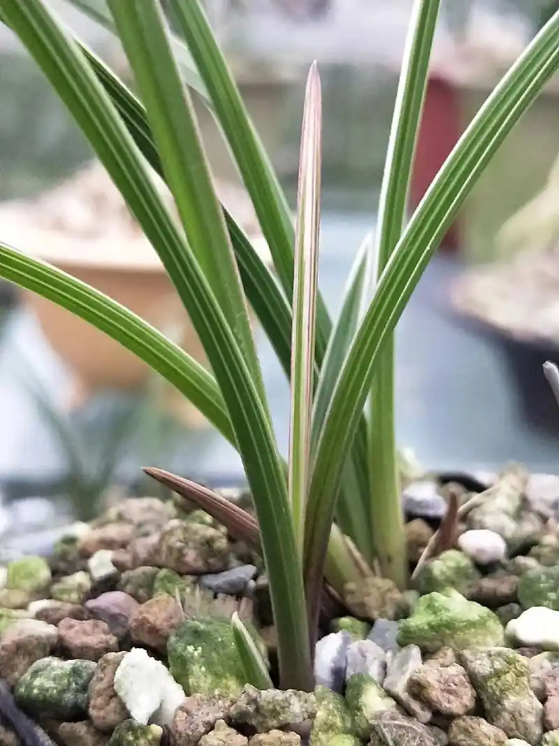 蕙兰红香妃艺草.先明红香妃艺草,进化粉红缟丝! - 抖音