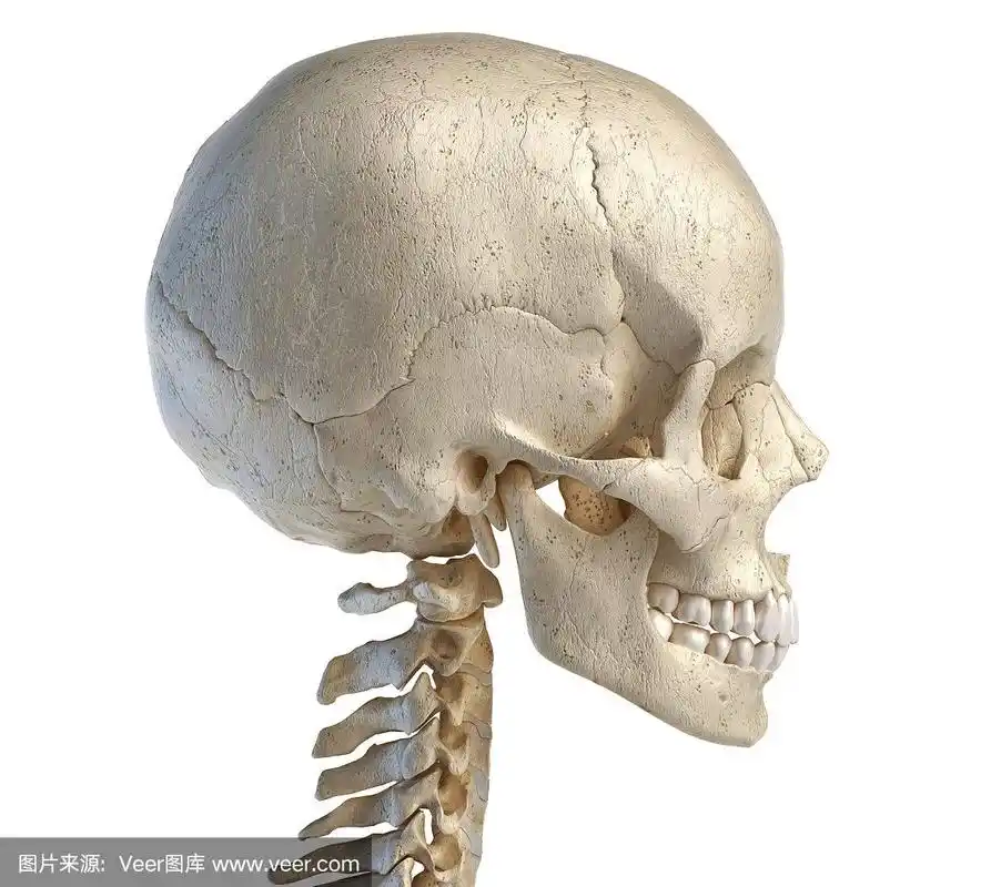 人头骨,侧面视角,看风景,头骨,健康保健