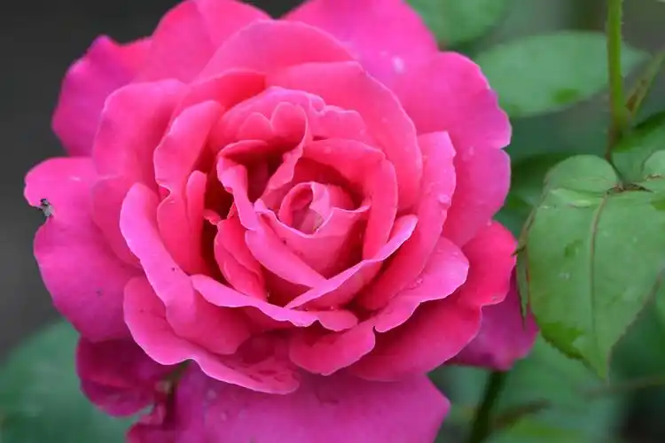 美丽的玫粉色重瓣大月季花…………_高清图集_新浪网