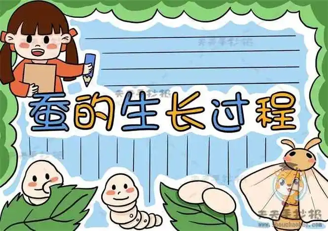 处画出格子线,整理一下,这样一幅好看的蚕的生长过程手抄报就完成啦