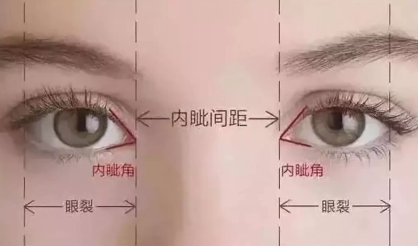 内眦点到外眦点的直线距离专业来说就是眼裂,其实就是眼睛的长度眼裂