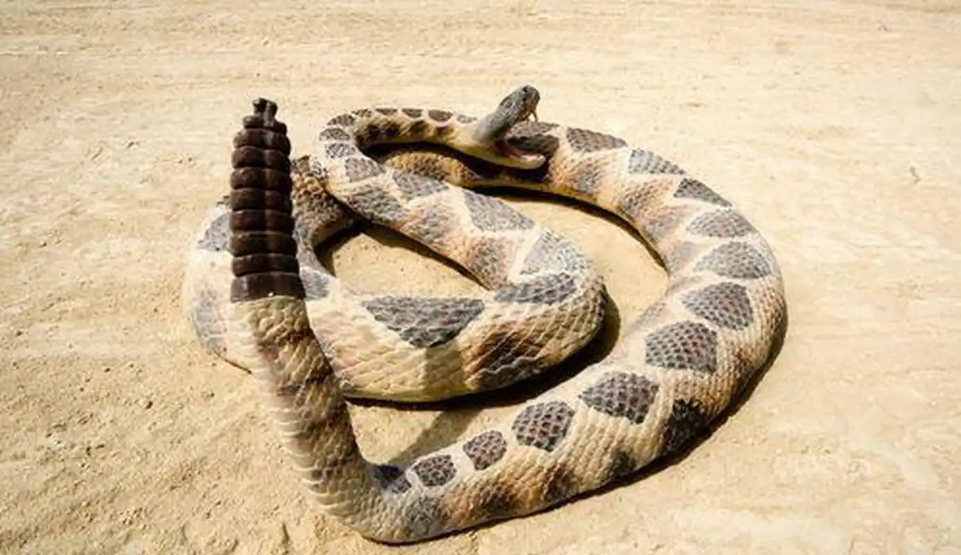 摇动尾巴就能吓退敌人,响尾蛇尾巴究竟有什么秘密?