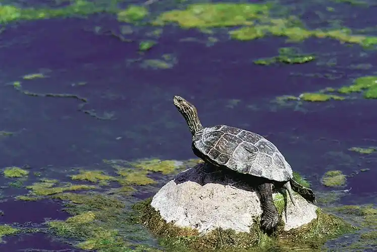 菲氏花龟可能是海南岛特有的龟鳖种类.