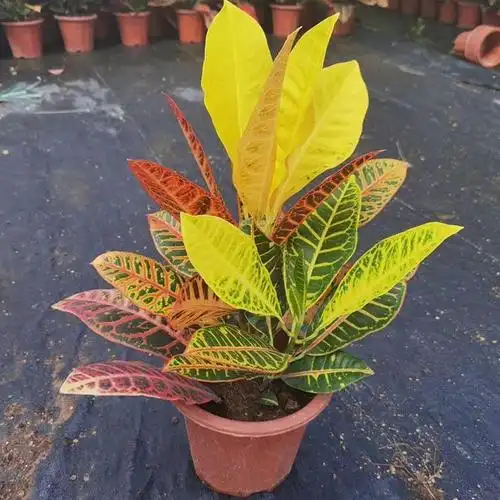 彩霞变叶木盆栽价格 变叶木小苗批发基地 庭园观叶植物