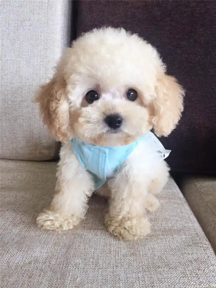 泰迪有白色的吗?