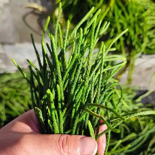 马尾千金草西藏小叶马尾伸筋草鲜货产地西藏波密直发源头货