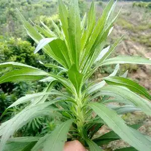 南岭山区小飞蓬草小蓬草新鲜现采天然小白酒草带根整棵草药中药材