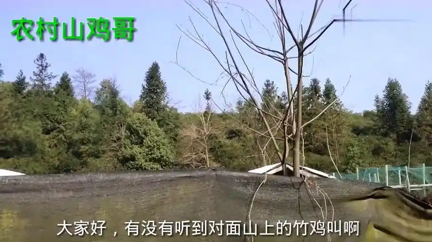 农村小伙野鸡养殖场外,拍到两对野生竹鸡霸占领地,叫声特别响亮-三农