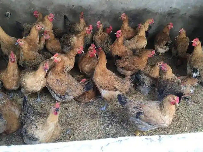 2000只麻黄鸡待出售]场地直供,量大从优,品质保证,欢迎咨询购买.