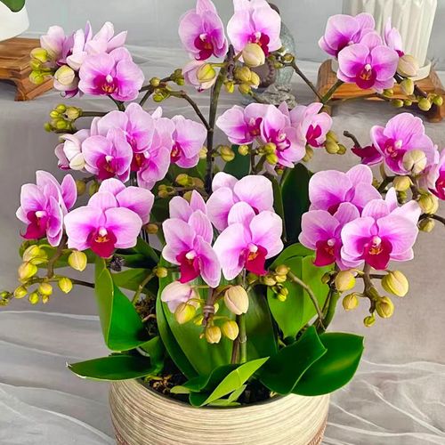 200天超长花期【宝贝】蝴蝶兰花苗带花盆栽带花苞室内植物花卉