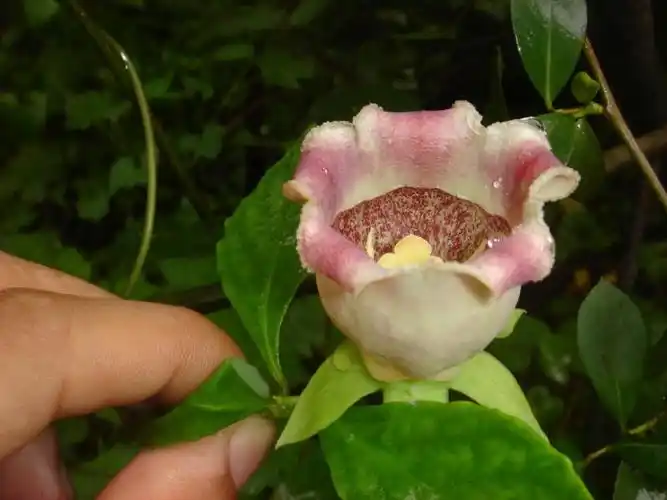 羊乳花图片和介绍