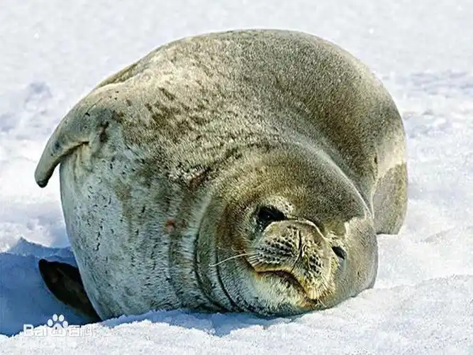 ⑨罗斯海豹:体长约2.3m,体重约150215kg是南极海豹中数量最少的一种.