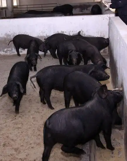 解密里岔黑猪生意经:不想赚钱钱会源源而来(图)