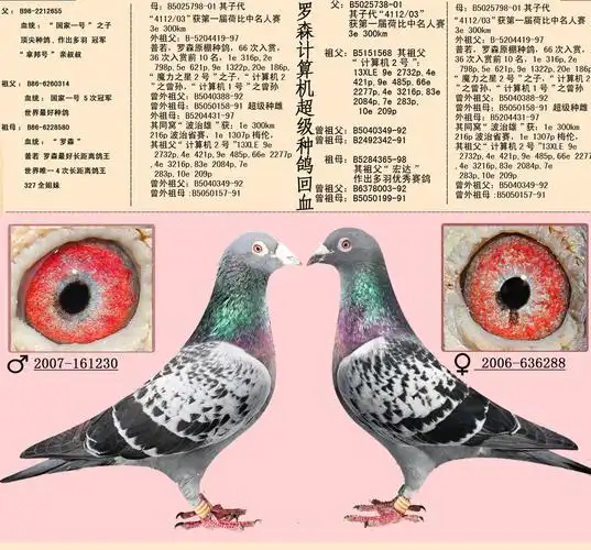 16组超级黄金配对案例血统鸽眼体型解析