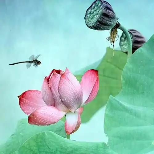 佛系图片头像禅意荷花