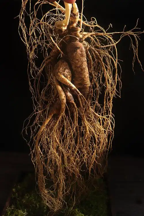 长白山人参 特大鲜人参山参单支【净重】(500克)一斤泡酒大人参 500克