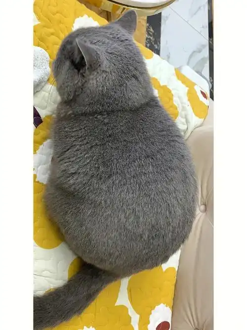 南方的耗子都这么大个