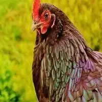 81年属鸡进财微信头像_微信头像图片大全