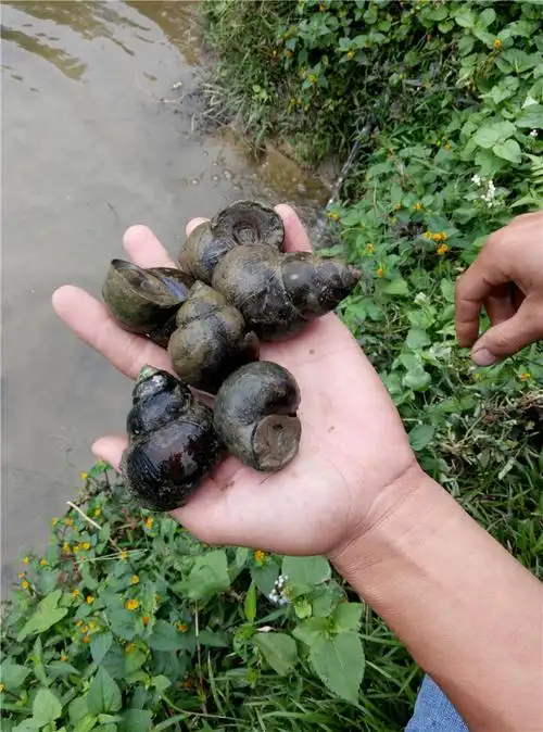 小田螺田螺养殖野生田螺种鲜活体广东田螺户供种螺