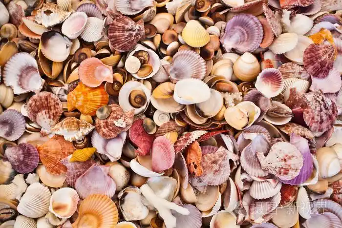 贝壳海洋贝类seashell的复数形式海中软体动物的壳贝壳seashell的名词