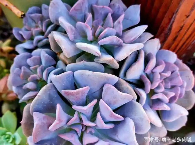 多肉雪精灵度夏有技巧,只要胆子大,夏天直接露养都没有问题