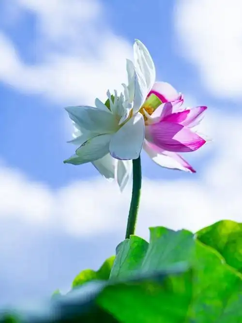 请继续围观!上了热搜的普者黑珍稀双色并蒂莲开了