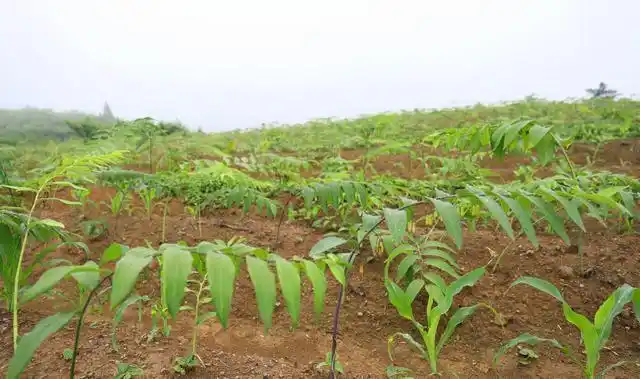 近日,岑巩县客楼镇中药材种植示范基地,处处弥漫着浓浓的药香味,成片