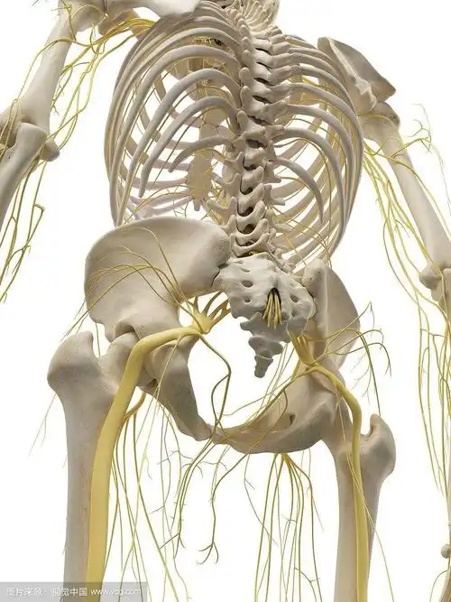 人体神经分布网.
