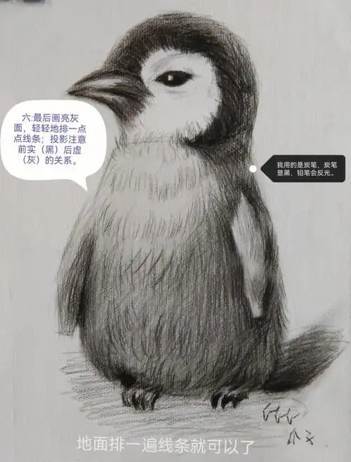 超简单的素描企鹅按照步骤图,小白半小时也能画完#零基础素描  #素描