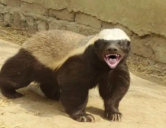 你认识平头哥吗生死看淡不服就干