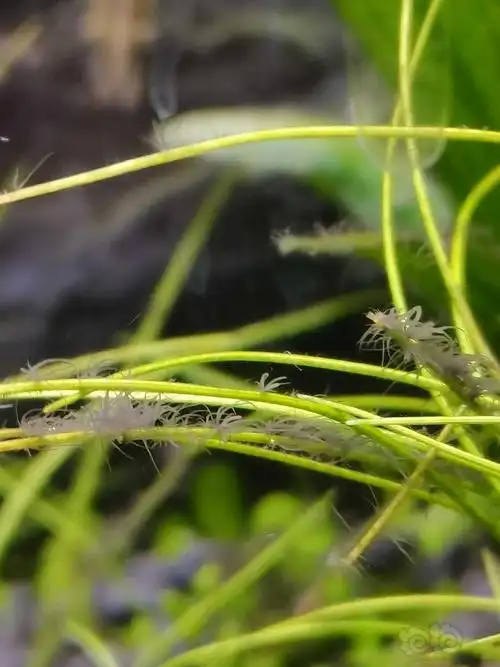 大家受累给看看.这是黑毛藻么,有治么?